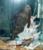 Plecos.jpg