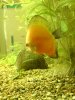 Discus and other stuff...I HOPE! 058.JPG