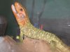 reptiles 006.jpg