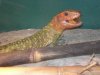 reptiles 008.jpg