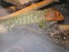 reptiles 011.jpg