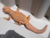 reptiles 015.jpg