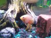 fish2.jpg