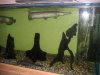 Sump and logs 006.jpg