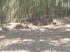 zoo 010.JPG
