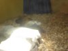 zoo 038.JPG