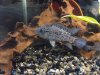 fish 013.JPG