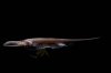 Duck-Billed Knifefish WL2.jpg