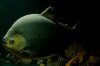 Pacu-22.jpg
