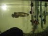 Aquafish 010.jpg