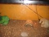 pixie breed 006.JPG