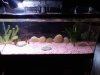 new tank.jpg