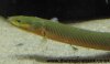ropefish1.jpg