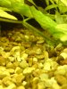 DISCUS YAY 2 NEW ONES! 047.JPG