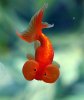 Goldfish.jpg