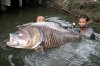 giant carp.jpg