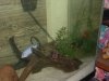 fish and fish tanks 077.jpg fish and fish tanks 077.jpg
