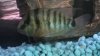 cichlid 029.jpg