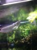 renewed arowana 1.jpg