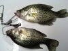 5-23 Port Deposit Pier (Black Crappie).jpg 5-23 Port Deposit Pier (Black Crappie).jpg
