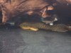 fish light 009.JPG