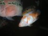 DSCN1963.JPG DSCN1963.JPG