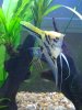 new iphone pics of 29 gal 001.JPG