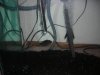 fish pics 006.jpg