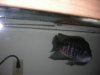 fish pics 002.jpg