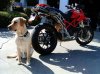 sullyducati.jpg
