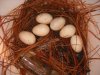 eggs 003.jpg