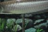 Perch 014.JPG
