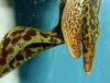 leopard eels.jpg