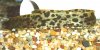 leopard eel 2.jpg