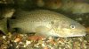 murray cod.jpg