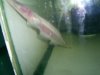 albino knife 2.jpg