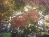 Jellies 012.jpg