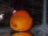 discus7.jpg