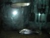 knife and aro.jpg