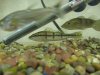 peacock bass 041.jpg