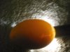 eggs 004.jpg