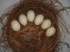eggs 011.jpg