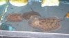 P1030388.JPG