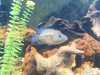 fish 003.JPG