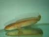 arowana 157.jpg