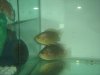 arowana 203.jpg