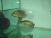 arowana 201.jpg