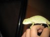 lizardssssssssssssssss 008.JPG