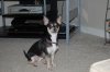 Gracie smaller.JPG