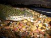 Fish Photos 024.JPG